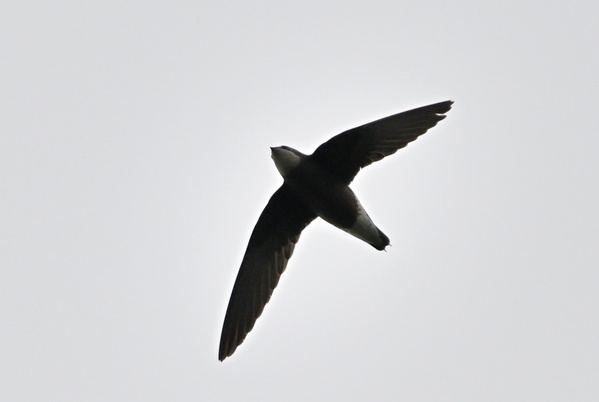 Photo credit: Wai Heng Lua