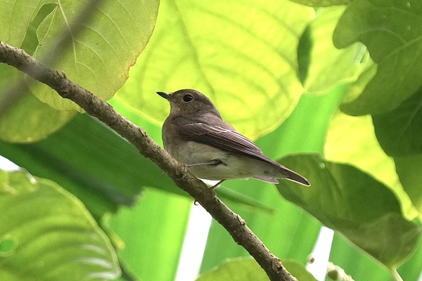 Photo credit: T Ramesh