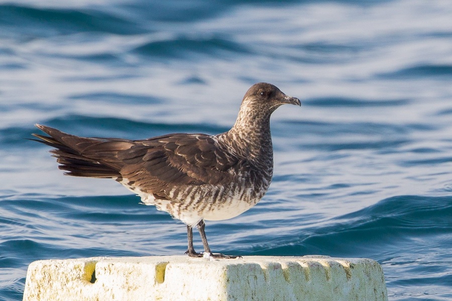 Photo credit: Francis Yap