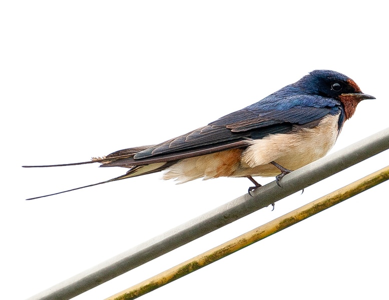 Photo credit: Keith Wong