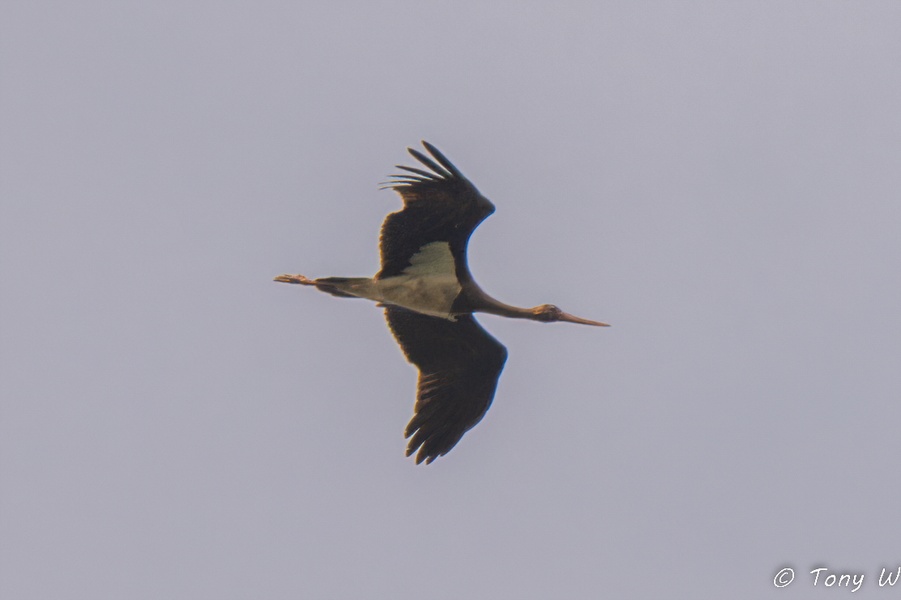 Photo credit: Tony W