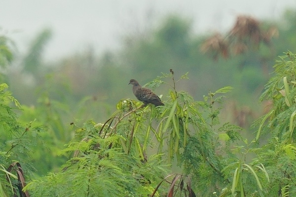 Photo credit: Chin Yu Xun