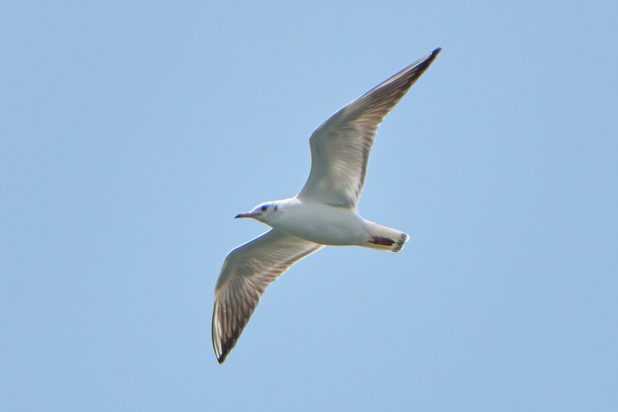 Photo credit: Chong Yuh Woei