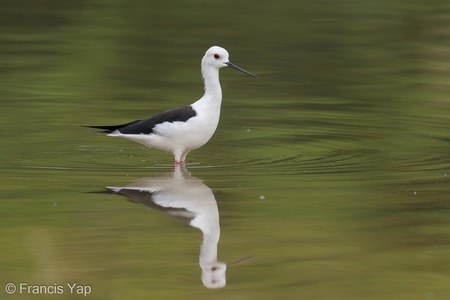 Record Search – Singapore Birds Project