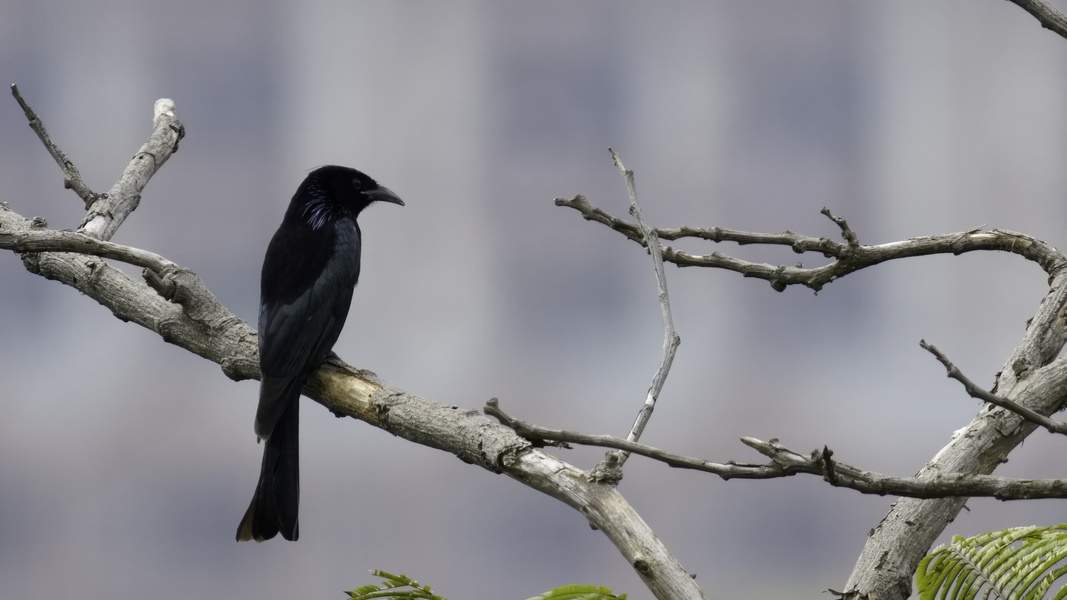 Photo credit: Wong Liang Zhong