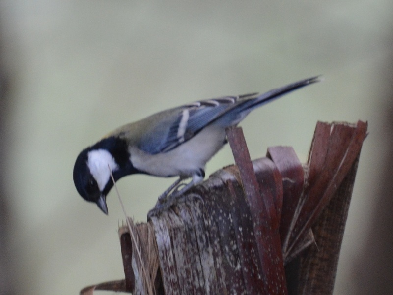 Photo credit: Tan Bing Yang