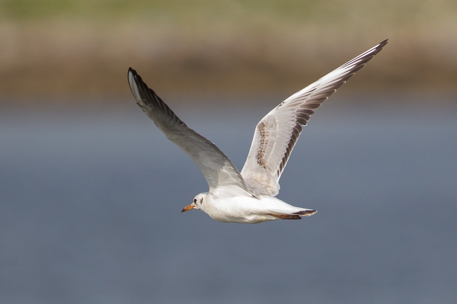 Photo credit: Francis Yap