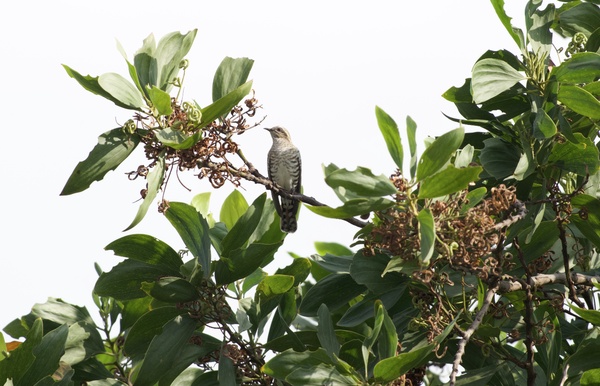 Photo credit: Birdwatcher SG