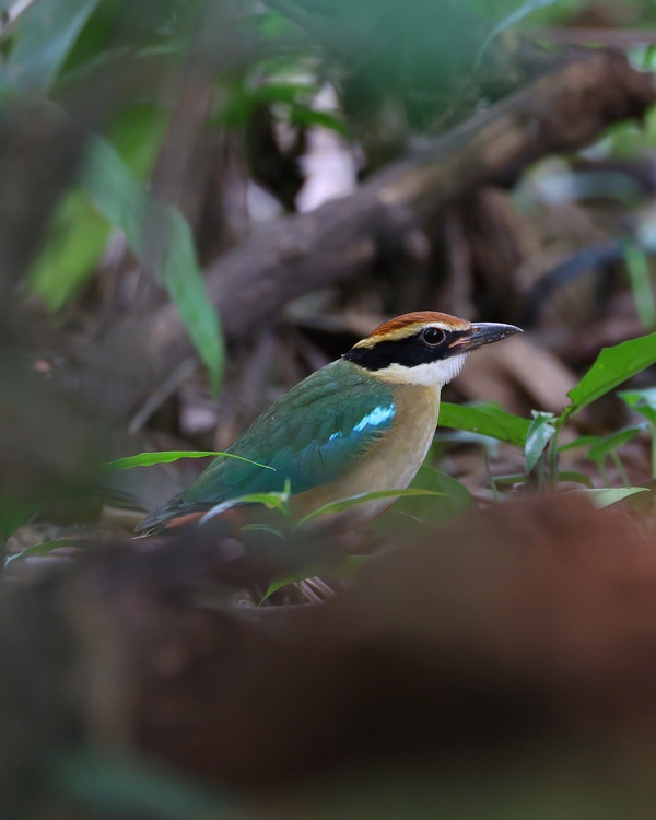 Photo credit: Anson Koh