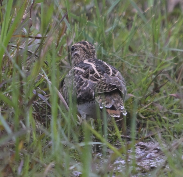 Photo credit: Wai Heng Lua