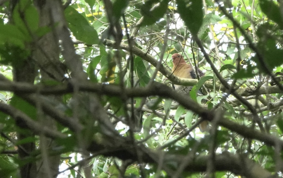 Photo credit: Martin Kennewell