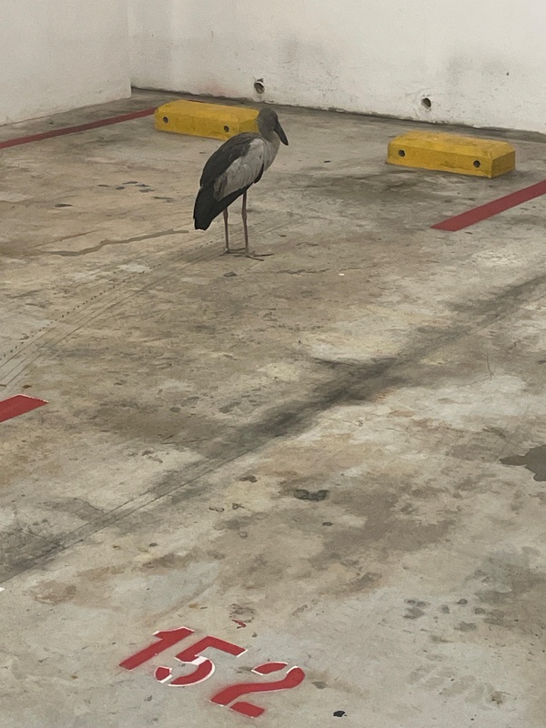 Photo credit: Peter Goh