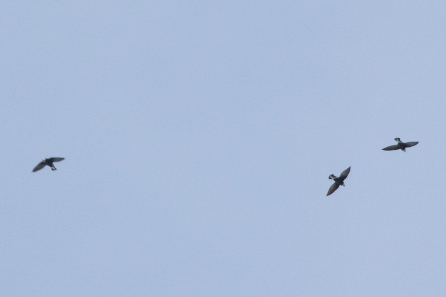 Photo credit: Sin Yong Chee Keita