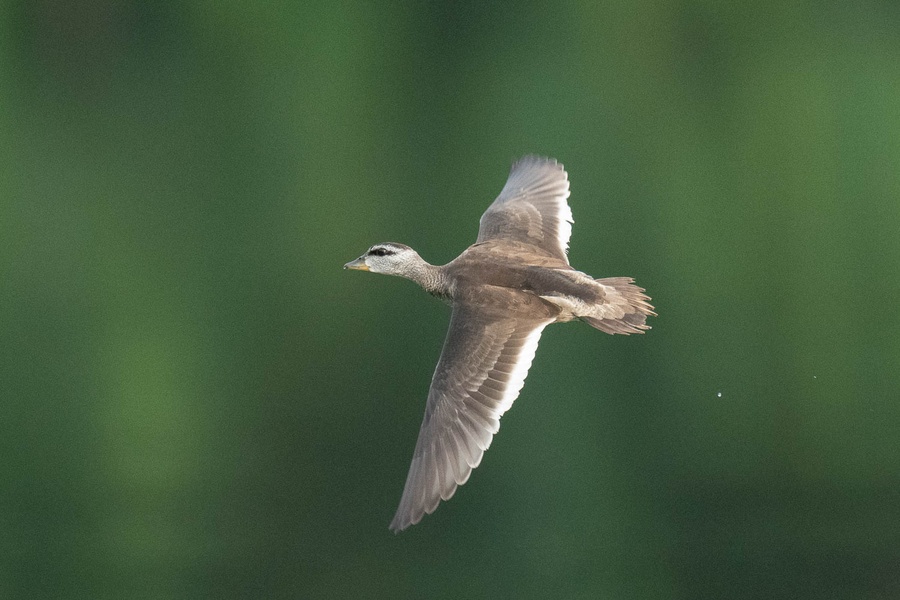 Photo credit: Francis Yap