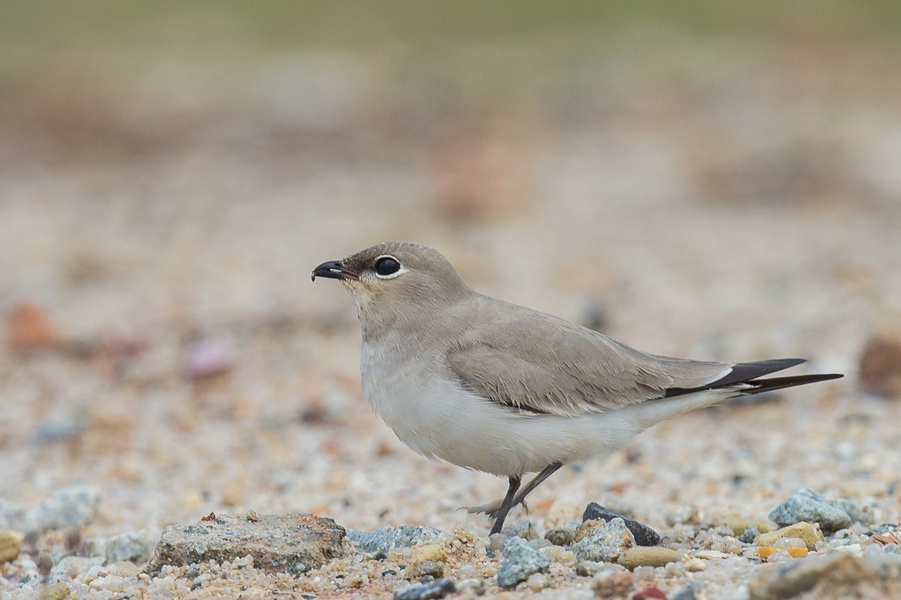 Photo credit: Francis Yap