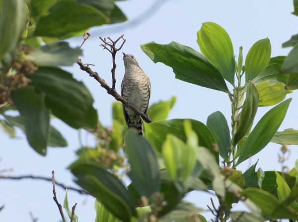 Photo credit: Birdwatcher SG