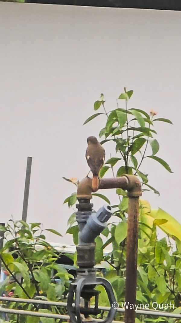 Photo credit: Hanon Teng