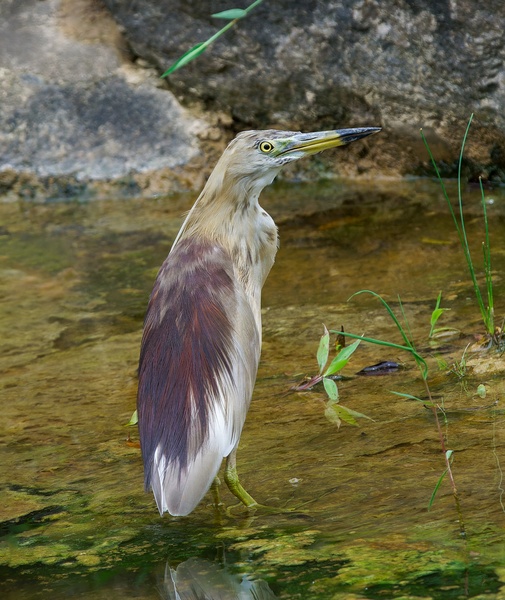 Photo credit: Ben Choo