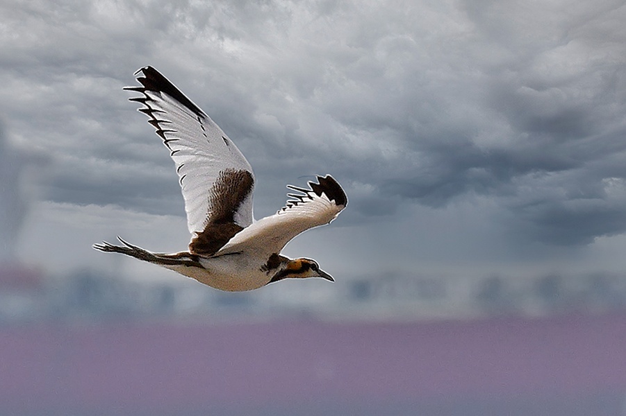 Photo credit: Mithilesh Mishra