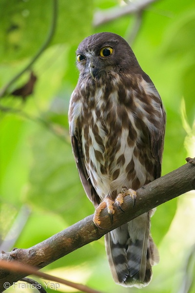 Photo credit: Francis Yap