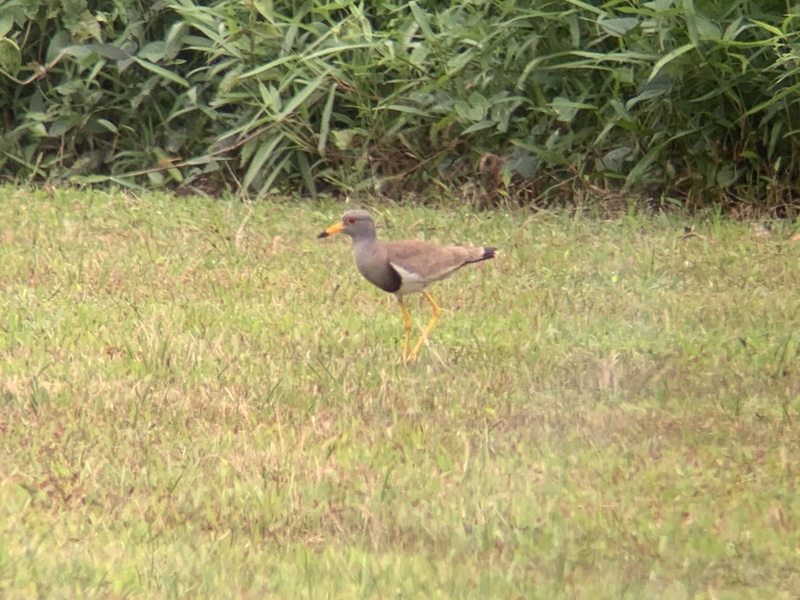 Photo credit: David Tan