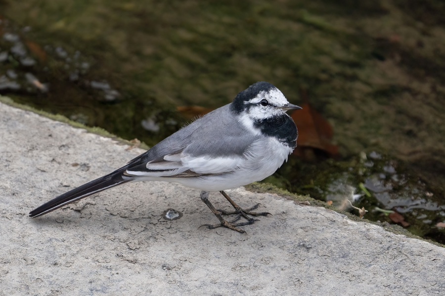 Photo credit: Jared Tan