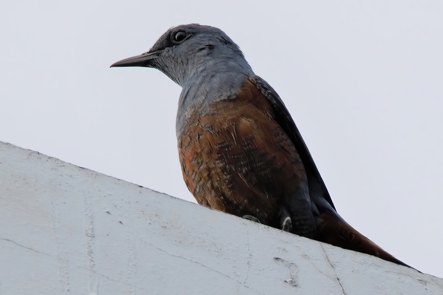 Photo credit: Kaeden Sim