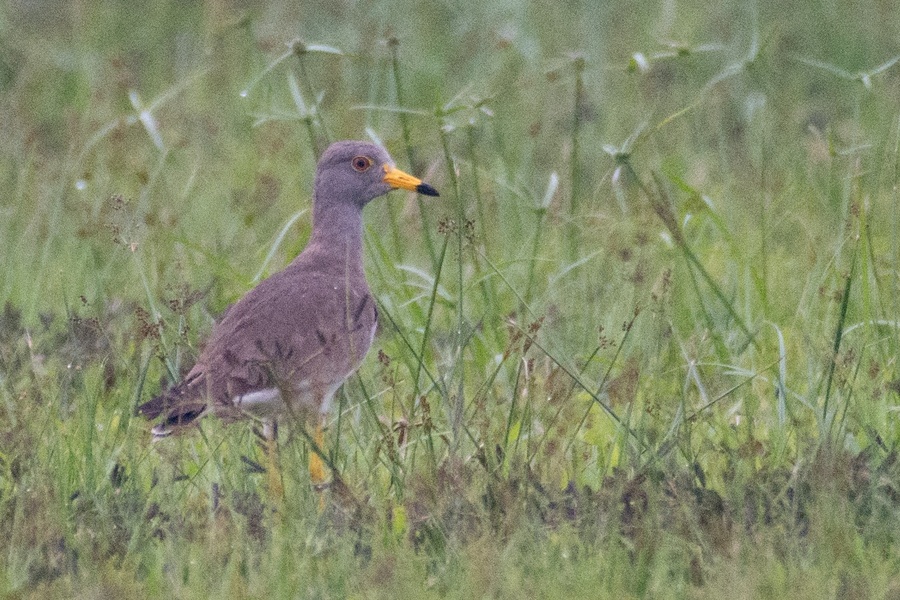 Photo credit: Dillen  Ng