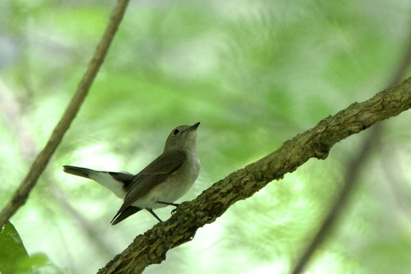 Photo credit: Nithil Chakravarthy Thirumurugan