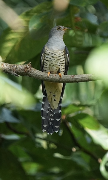 Photo credit: T.Ramesh