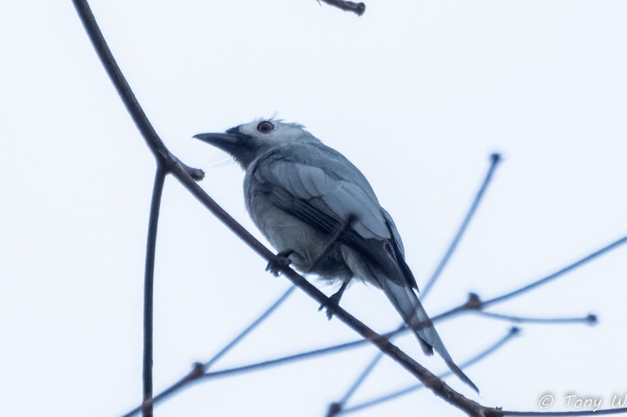 Photo credit: Tony W