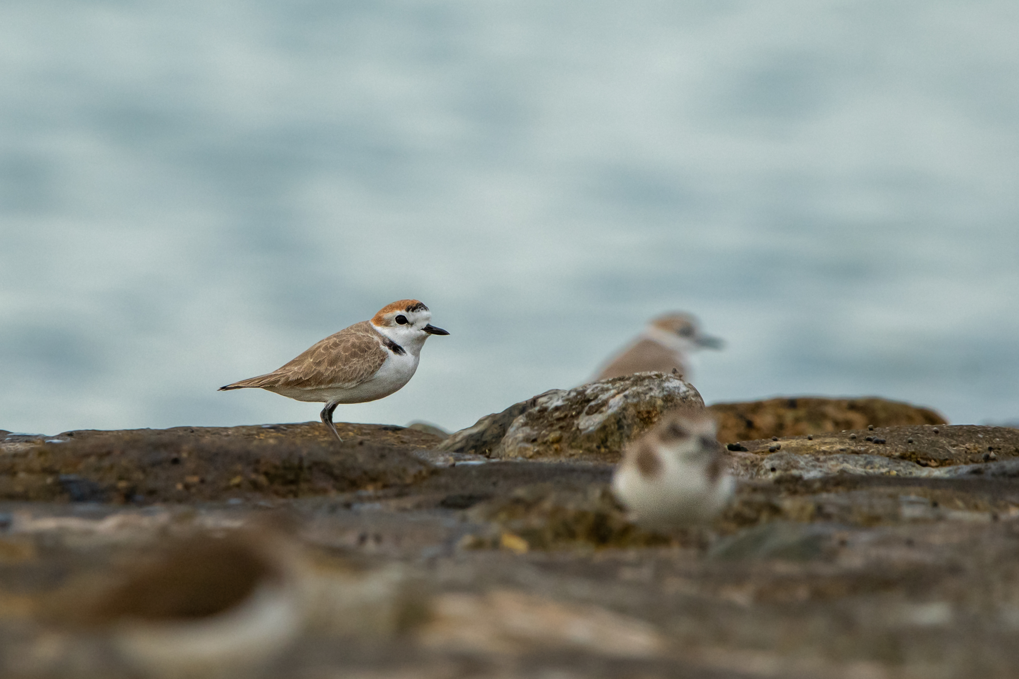 White-faced Plover at Marina East Drive on 04 Feb 2023. Photo credit: Leong Zhen Yan