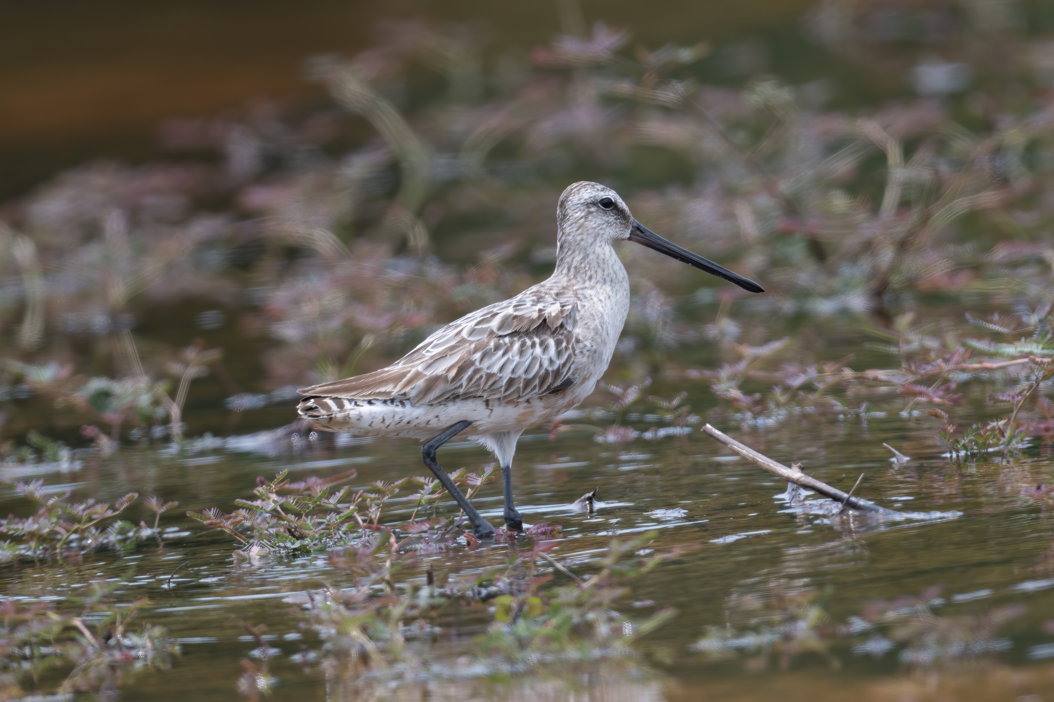 Asian Dowitcher at Marina East Drive on 28 Aug 2022. Photo credit: Michael Hooper
