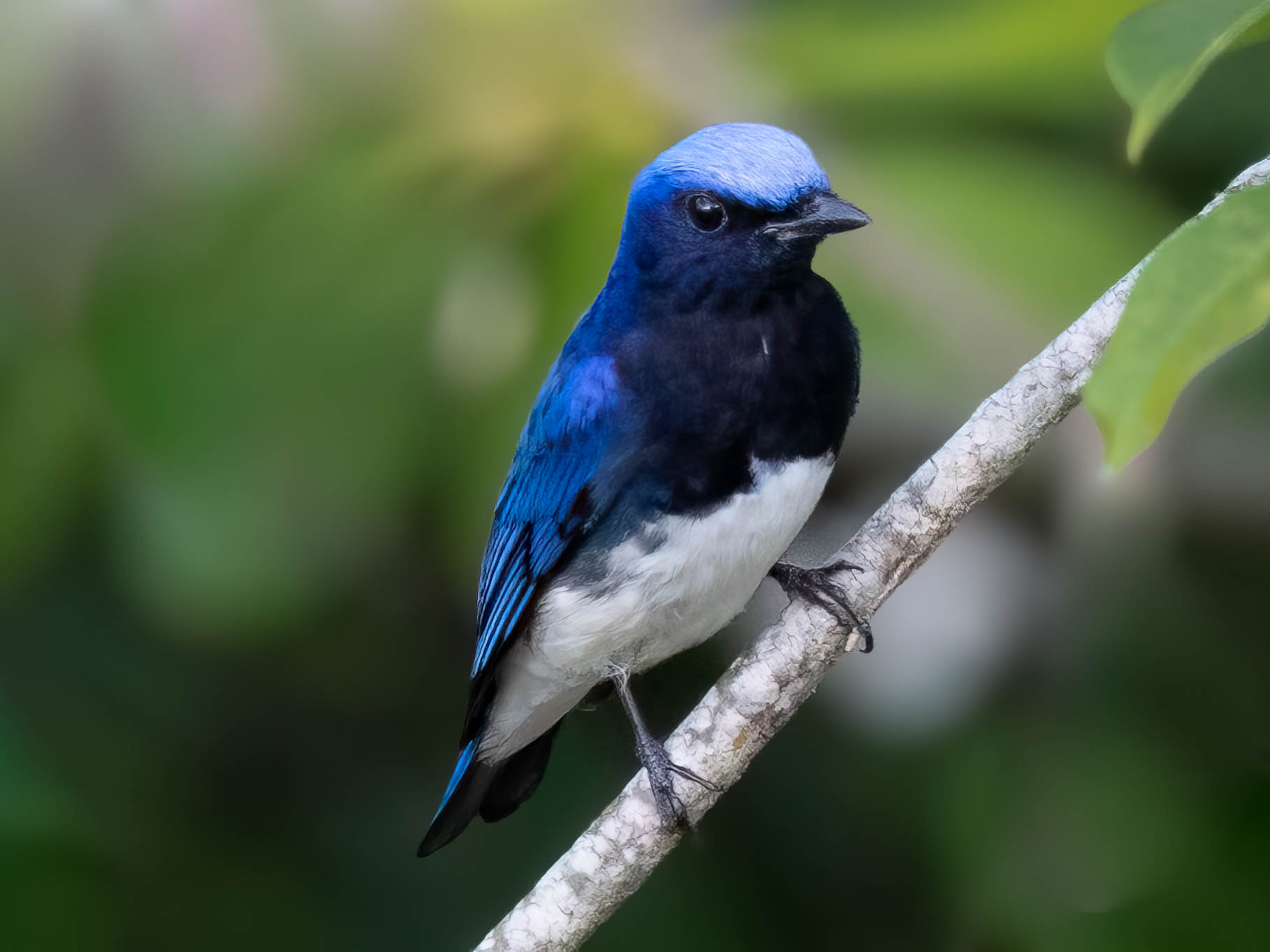 Blue-and-white Flycatcher at Pasir Ris Park on 20 Mar 2023. Photo credit: William Chong