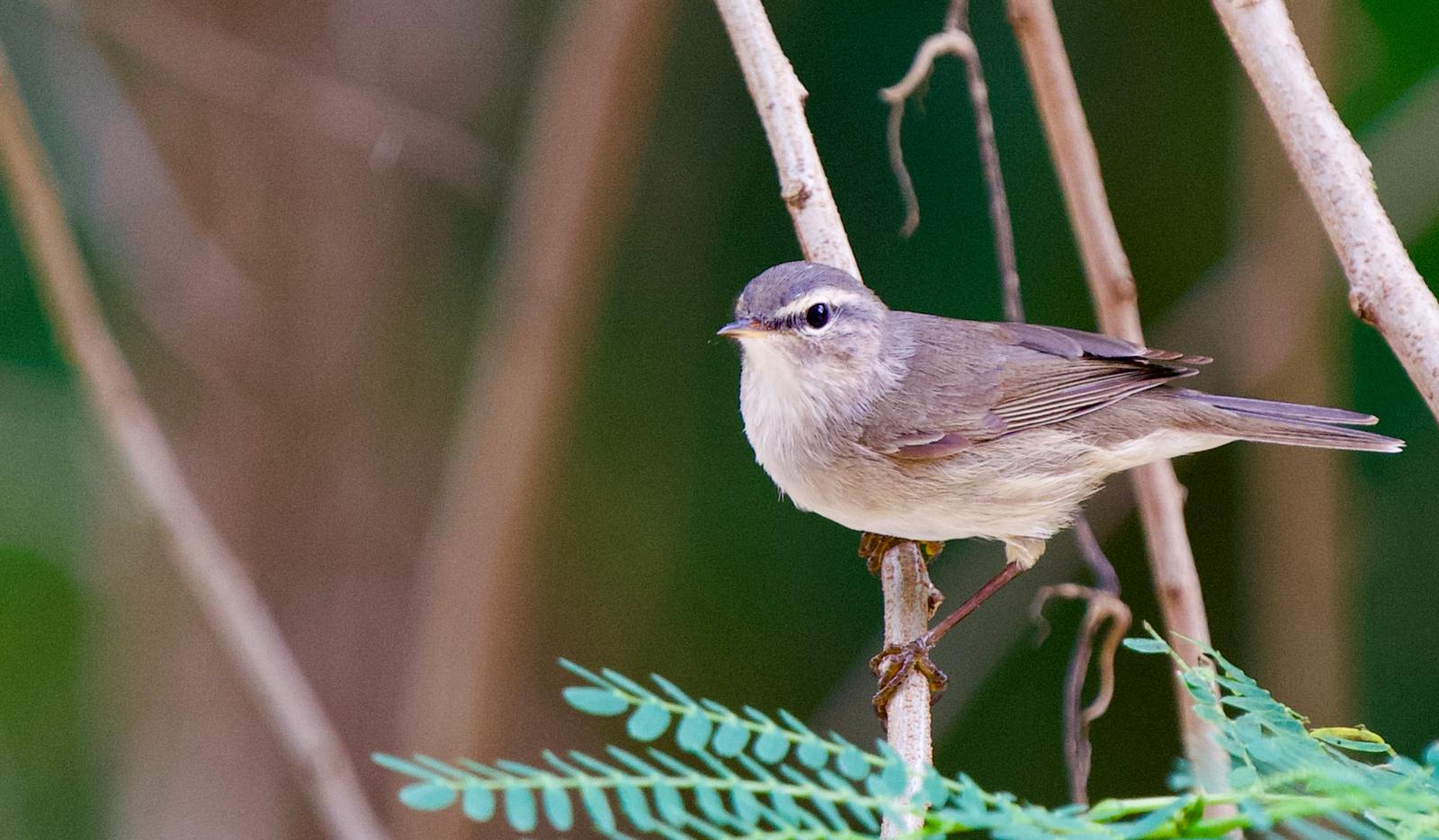 Dusky Warbler at Changi Business Park canal on 10 Mar 2022. Photo credit: T.Ramesh