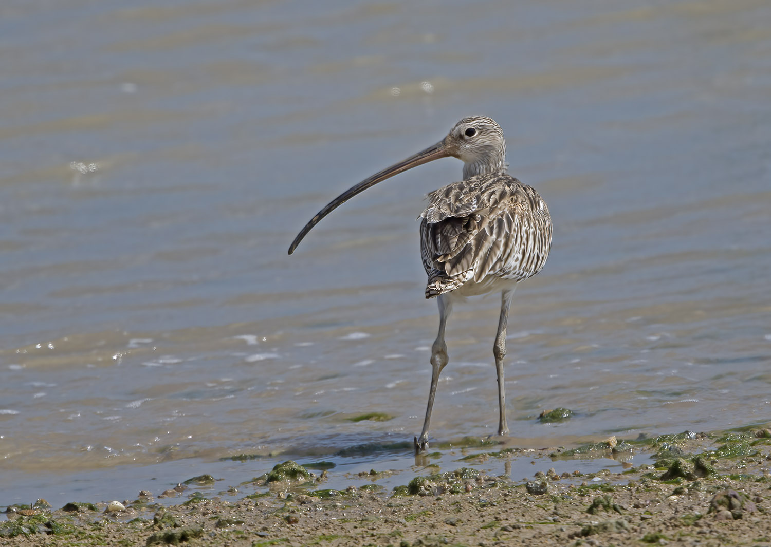 Eurasian Curlew at P. Tekong on 15 Oct 2022. Photo credit: Frankie Cheong