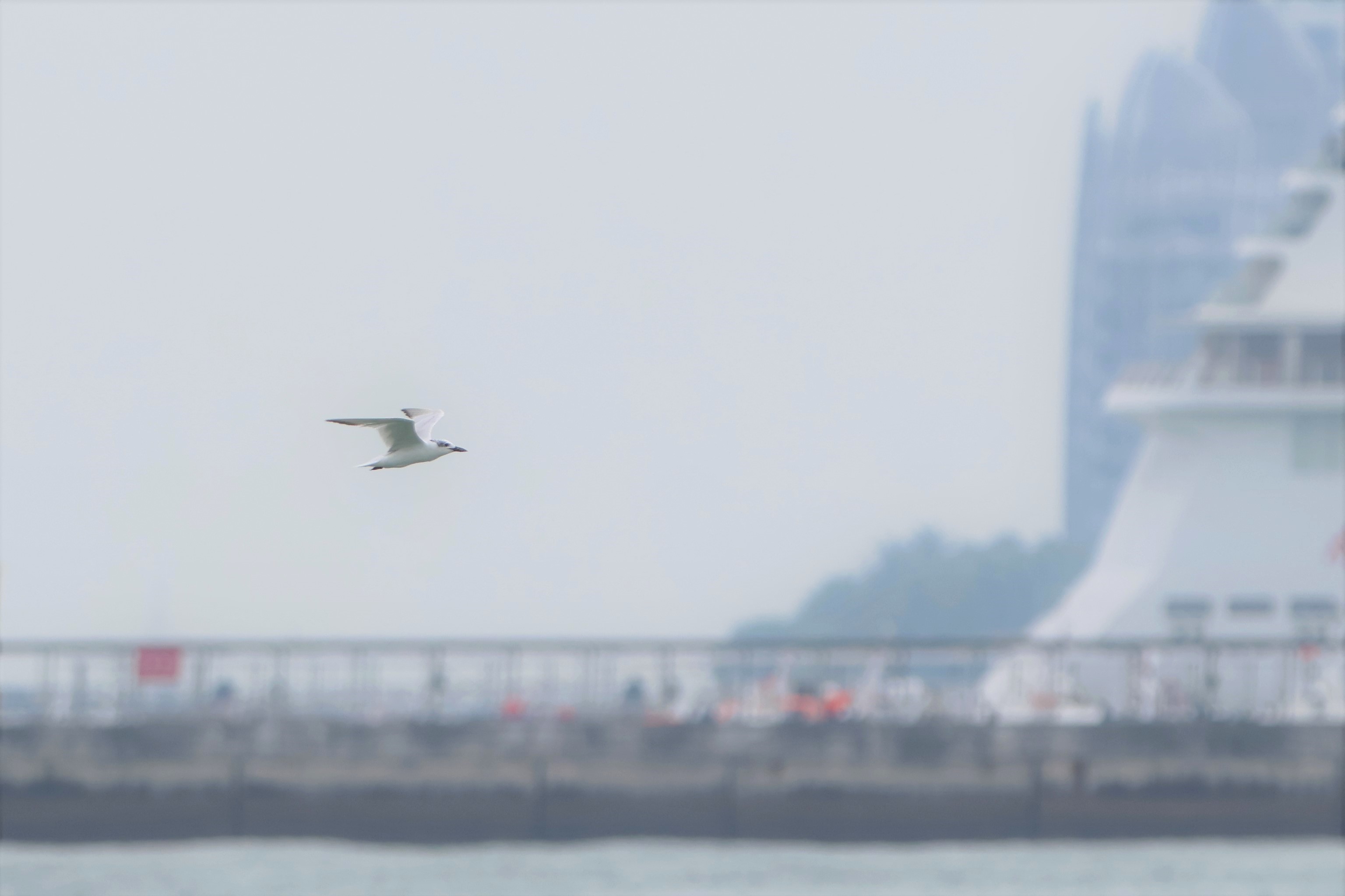 Gull-billed Tern at Marina Barrage on 25 Sep 2022. Photo credit: Fadzrun Adnan