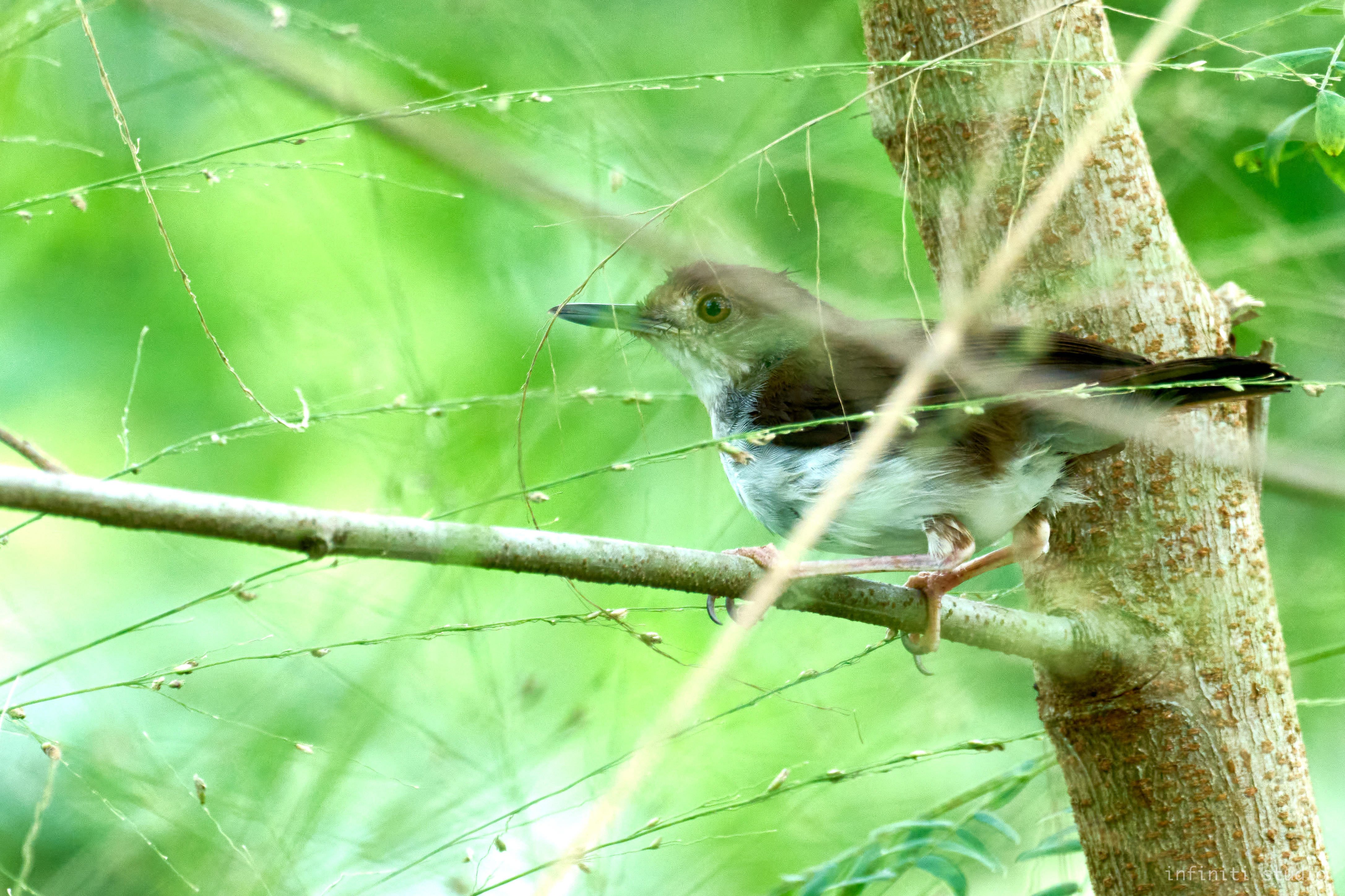 White-chested Babbler at Pasir Ris Park PCN on 23 Jul 2023. Photo credit: Hou Boon