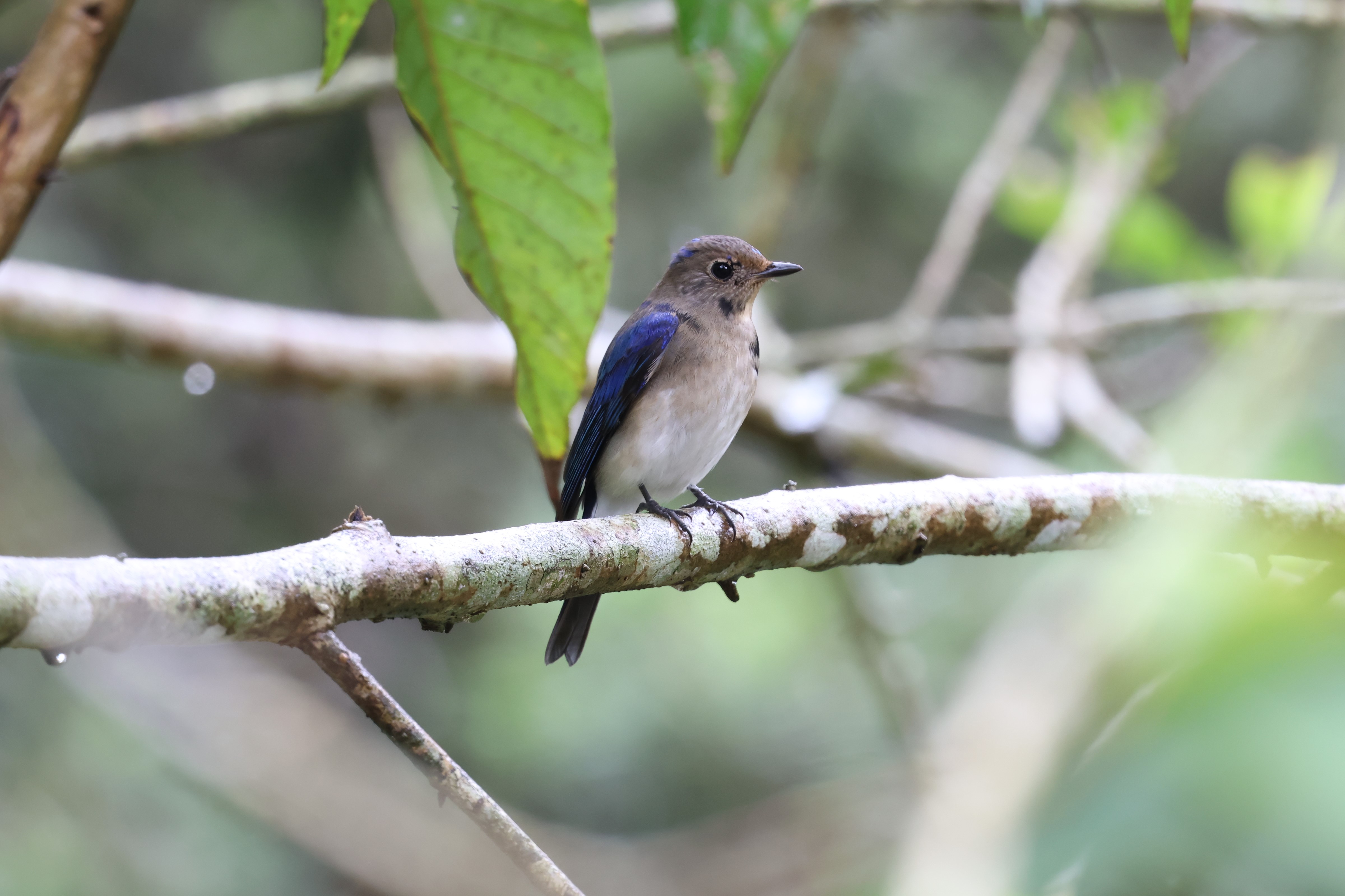 Blue-and-white Flycatcher at Singapore Botanic Gardens on 11 Jan 2024. Photo credit: Moses Tang