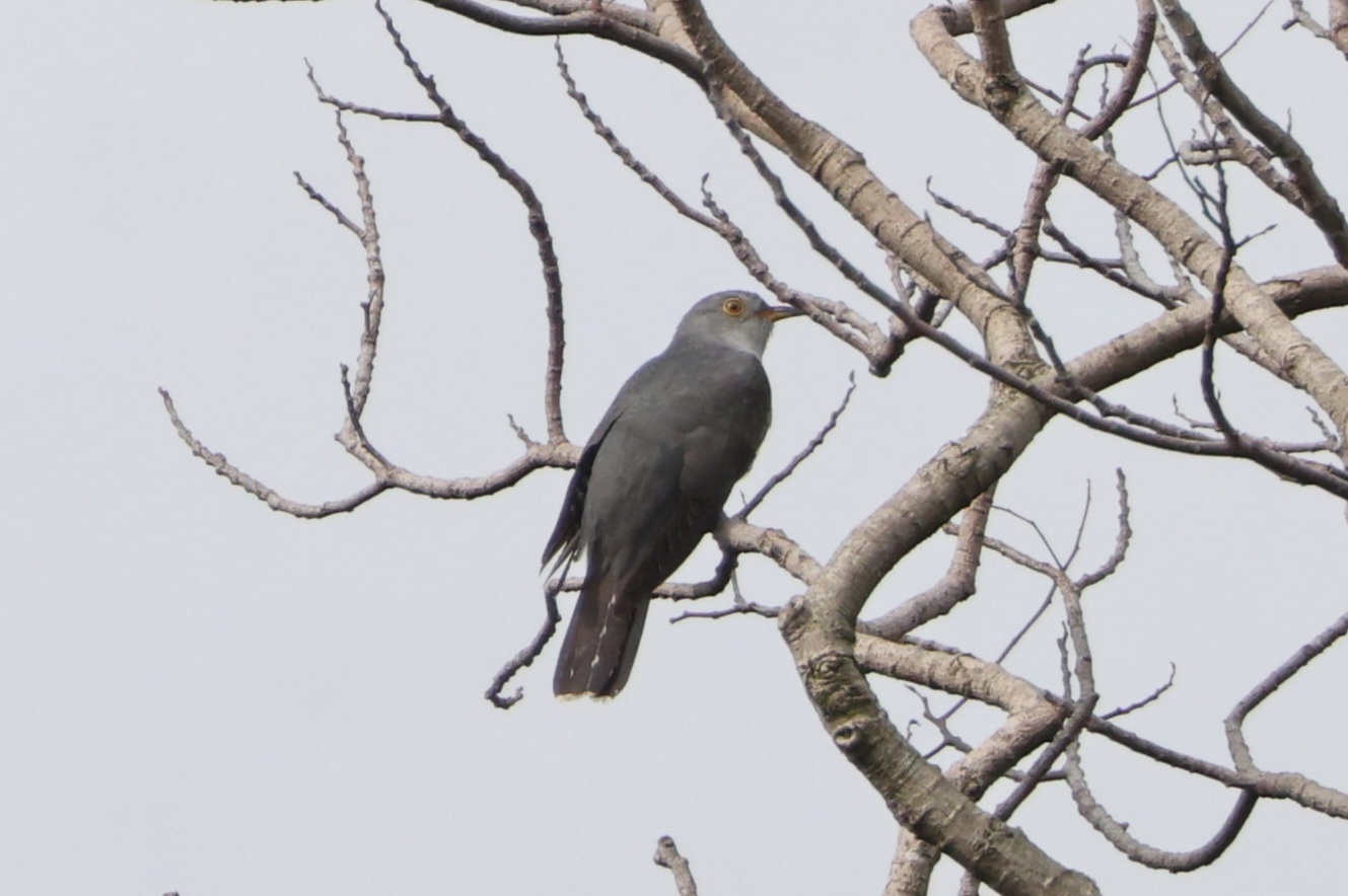 Himalayan/Oriental Cuckoo at Ponggol Seventeenth Avenue on 13 Feb 2024. Photo credit: Gideon Lam
