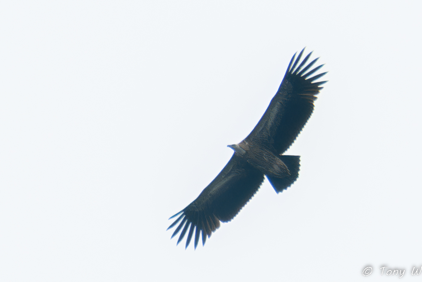 Himalayan Vulture at Henderson Waves on 14 Jan 2024. Photo credit: Tony W