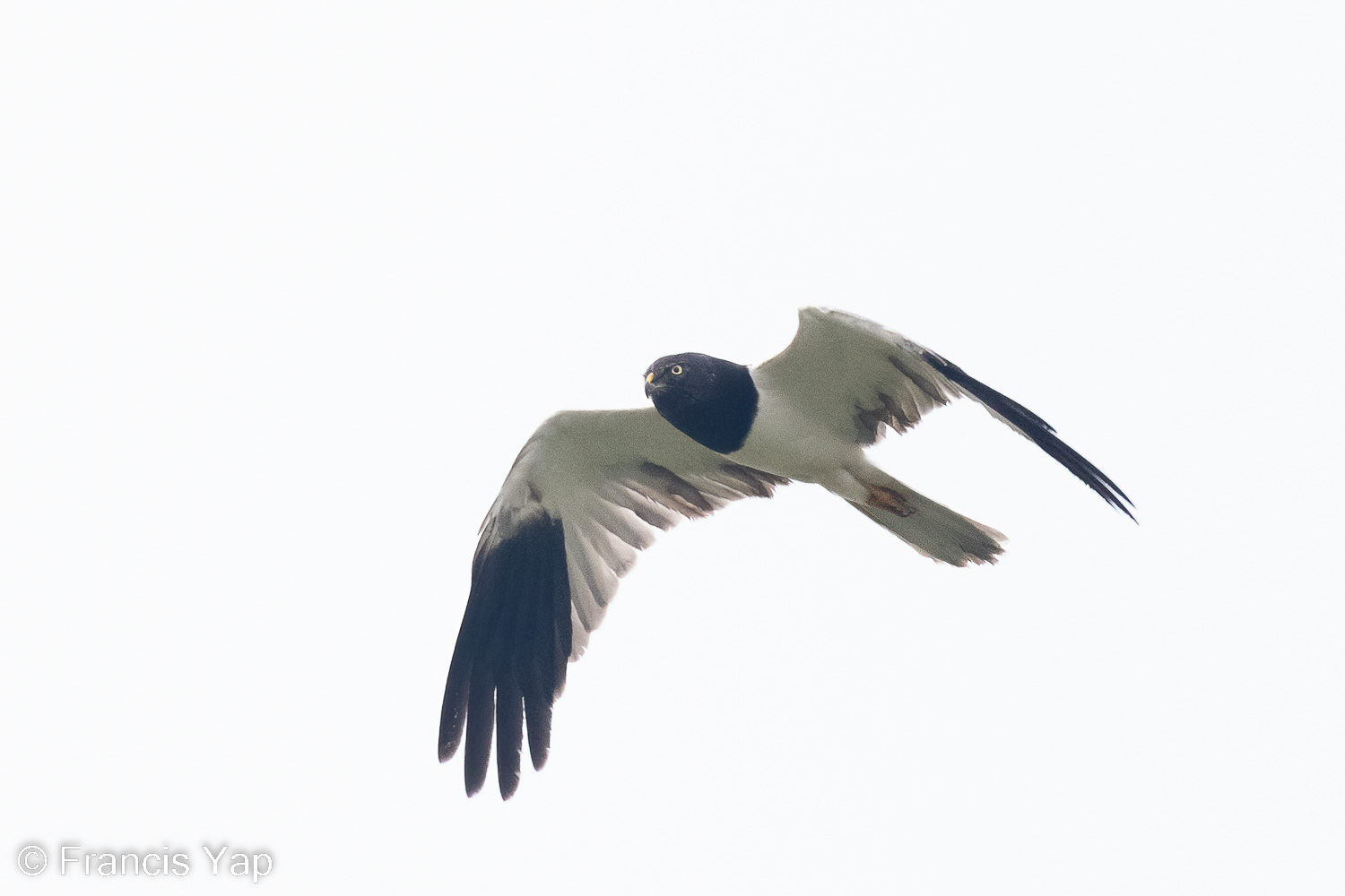 Pied Harrier at Tuas South on 02 Nov 2022. Photo credit: Francis Yap