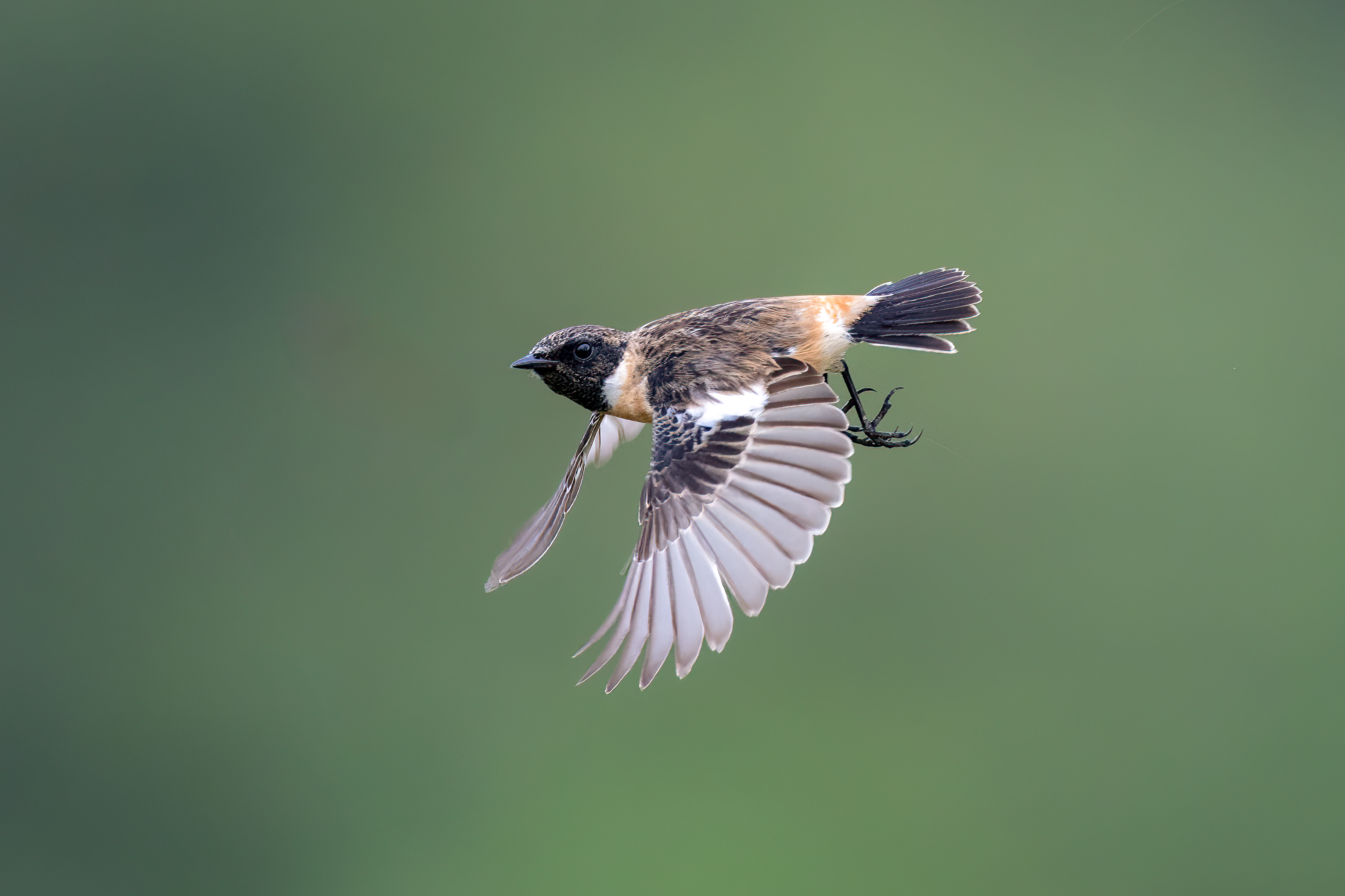 Amur Stonechat at Pasir Ris Farmway 3 on 23 Feb 2025. Photo credit: Adrian Silas Tay