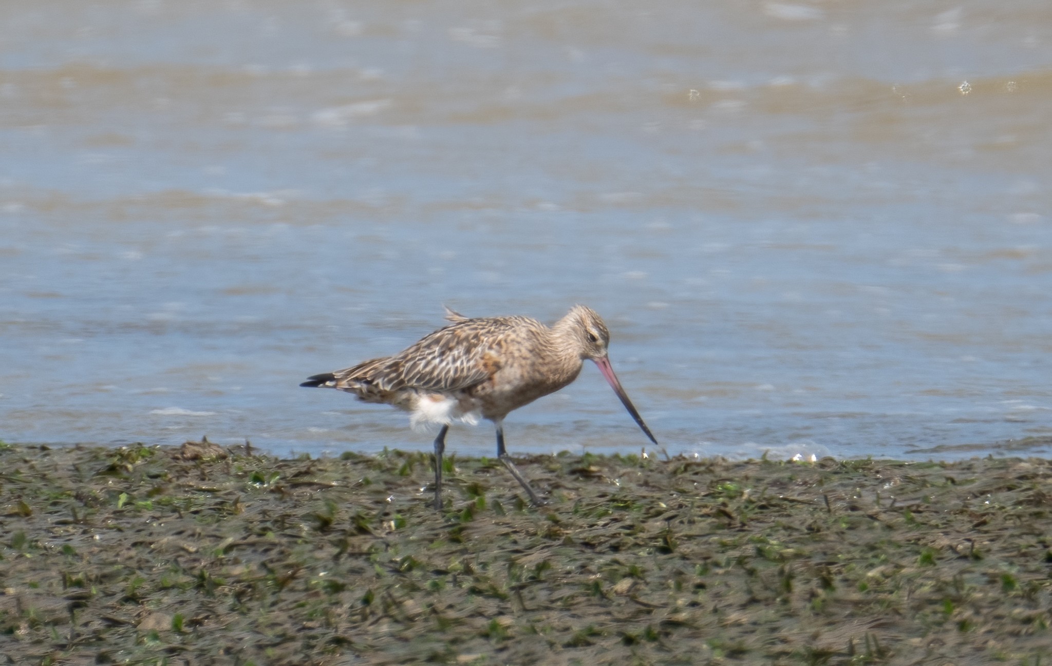 Bar-tailed Godwit with traces of breeding plumage at Chek Jawa on 18 Feb 2023. Photo credit: Lee Chien Nien