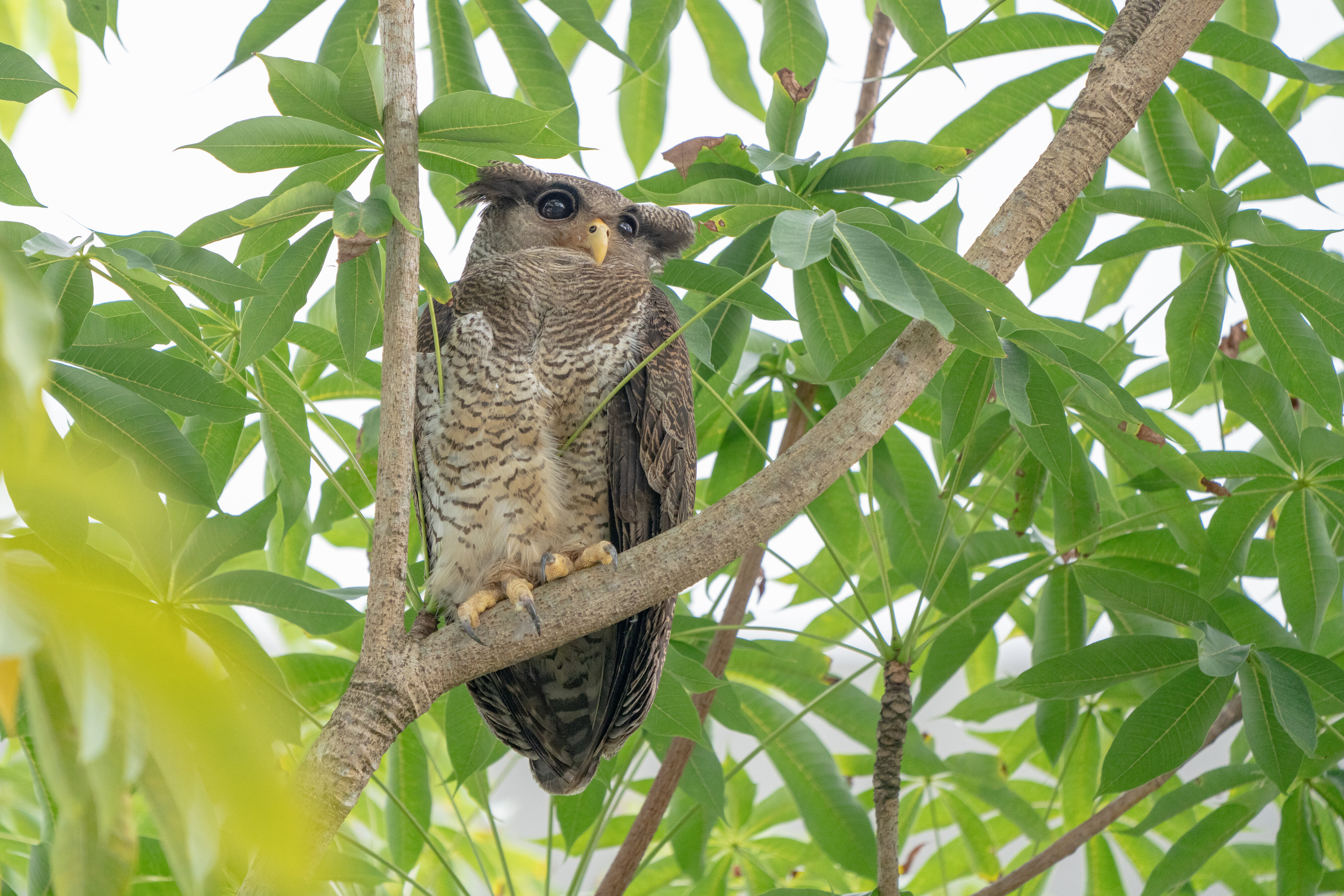 Barred Eagle-Owl at NTU on 12 Apr 2022. Photo credit: Yip Jen Wei