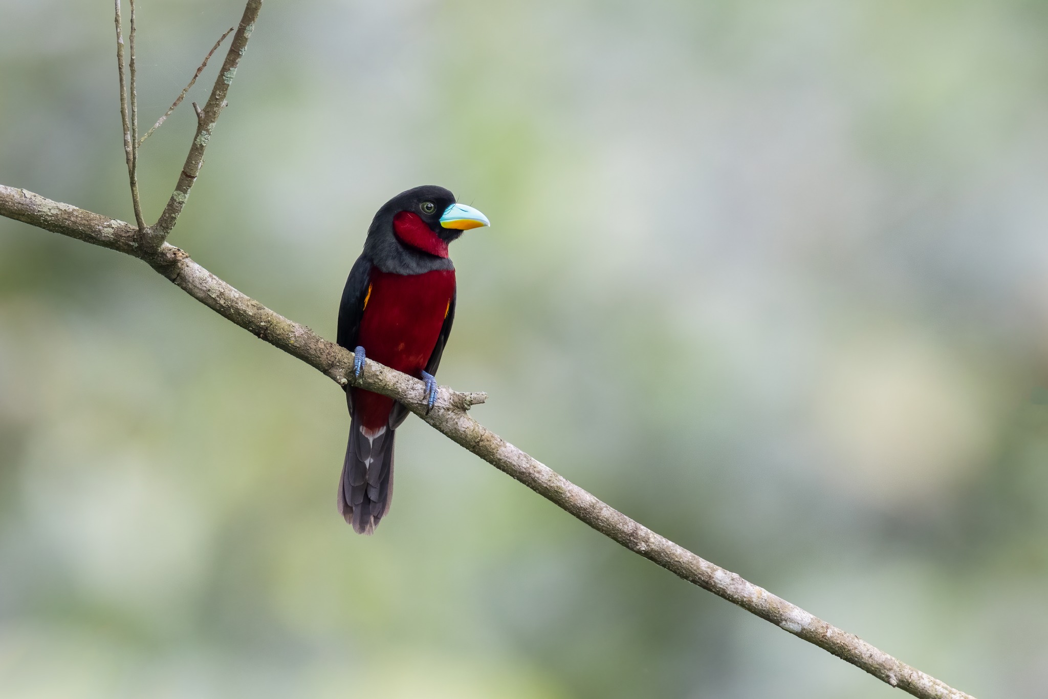 Black-and-red Broadbill at Sungei Buloh Wetland Reserve on 25 Feb 2023. Photo credit: Adrian Silas Tay