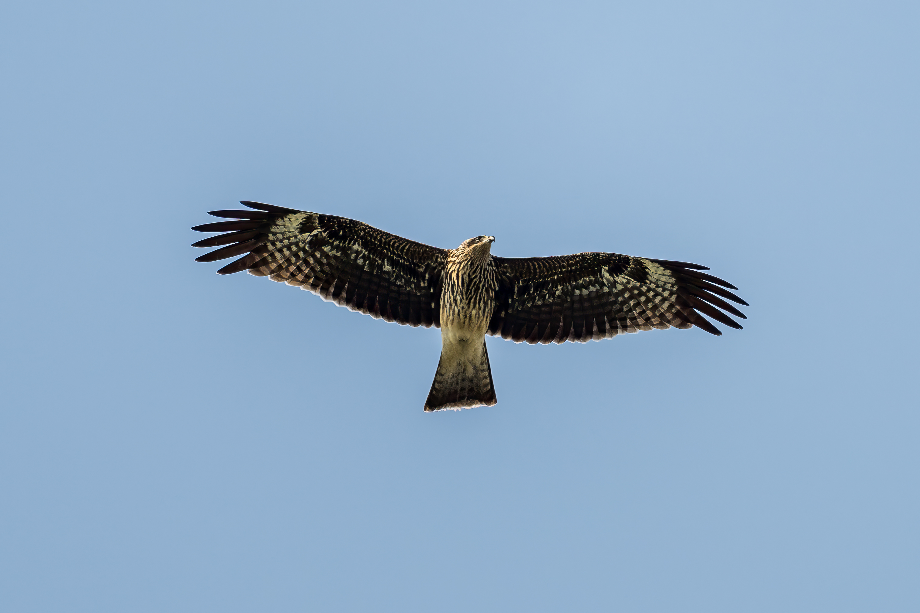 This year has been exceptional for Black Kite, with many more sightings than previous years. This was the first bird, at Jurong Lake Gardens on 13 Oct. Photo credit: Yifei Zheng
