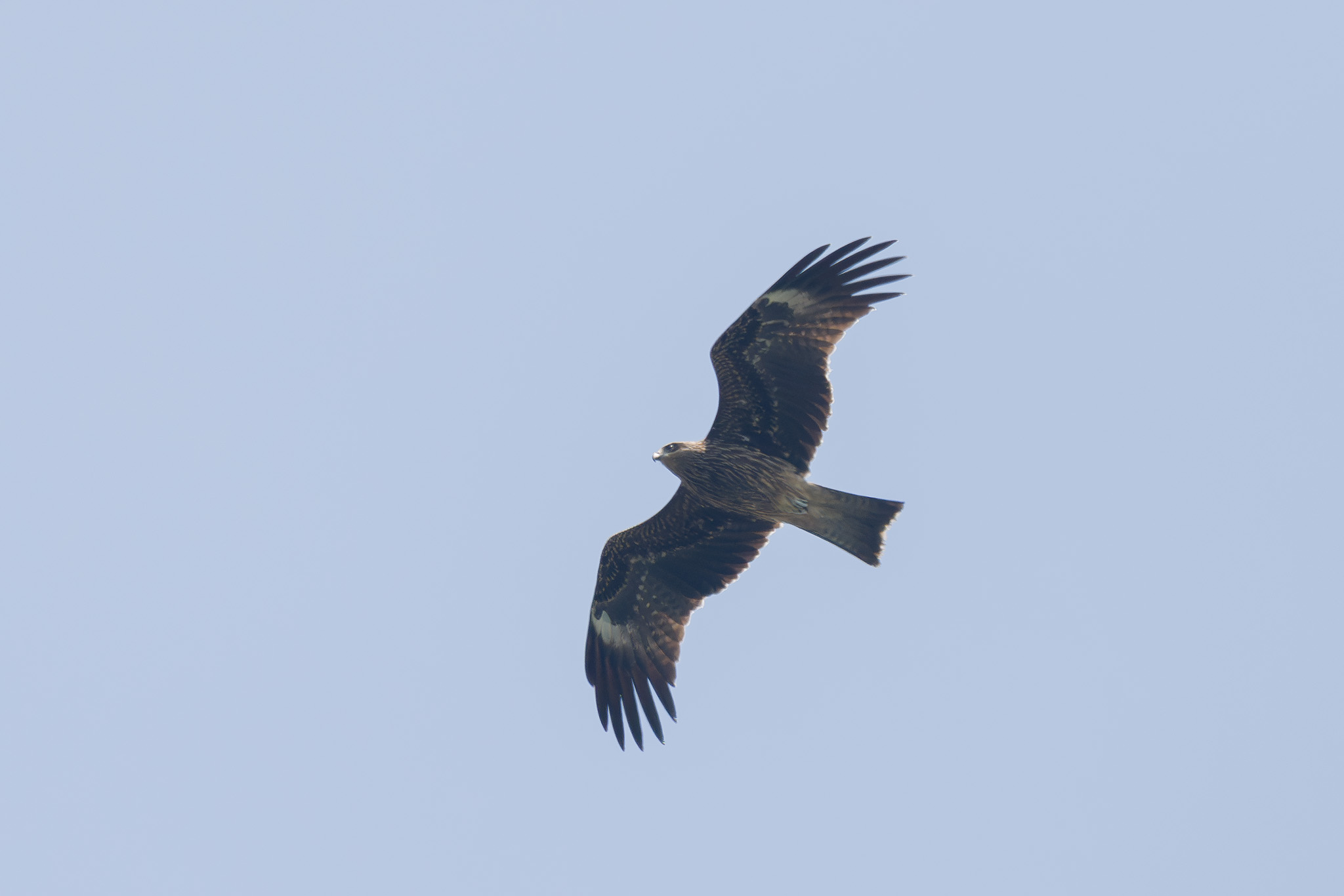 Black Kite at Mount Faber Park on 12 Nov 2023. Photo credit: Francis Yap
