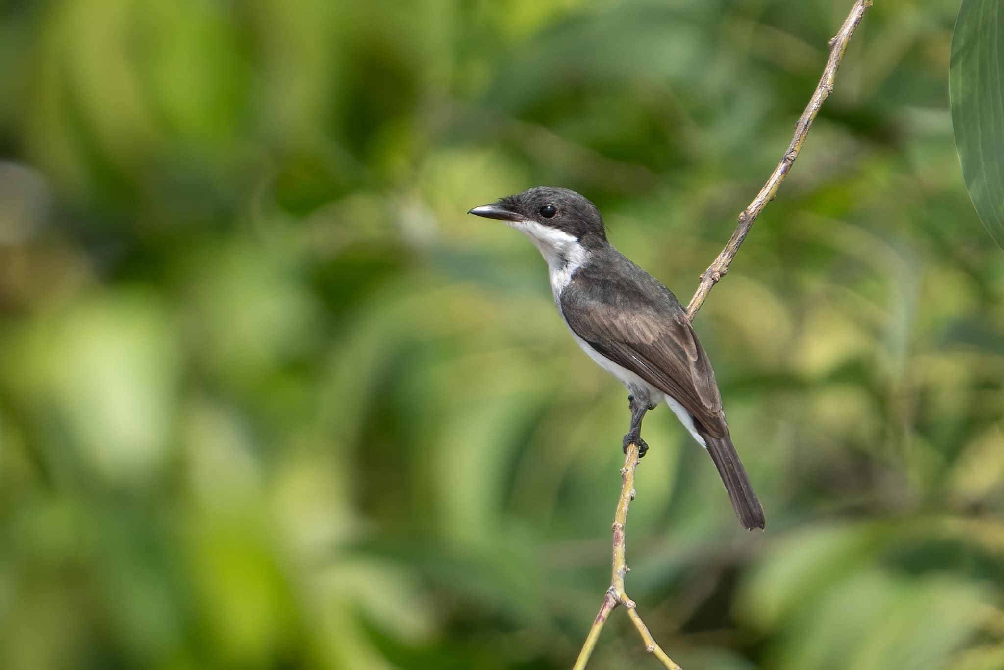 Black-winged Flycatcher-shrike at Chek Jawa on 28 Apr 2024. Photo credit: Jared HJ Tan