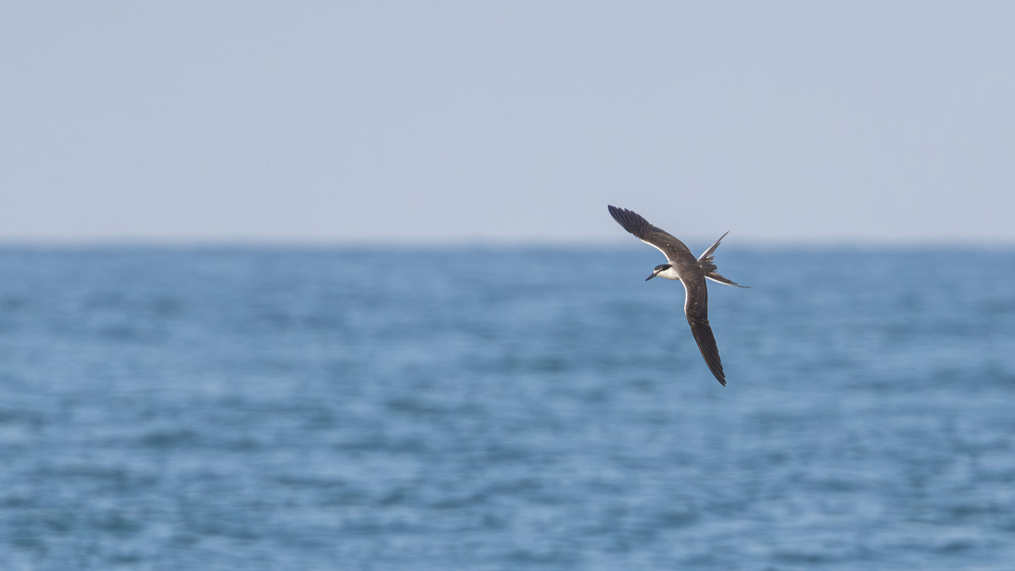 Bridled Tern on Singapore Straits on 18 May 2024. Photo credit: Yip Jen Wei
